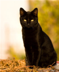 Shadow cats