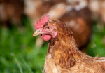 chicken gang [REAL]