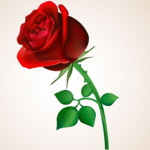 Rose 🌹 Fashion