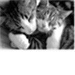 CATS RULE EARTH