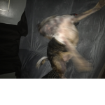 DOGS’