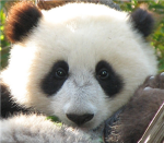 panda peeps