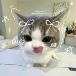 Kitty Kitten Group~