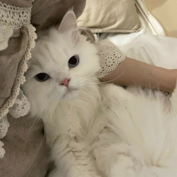 ✧˖°