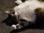 Cats are joy
