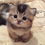 The Cats and Friends