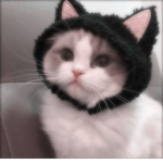 moxxiez