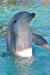 Dolphin islands