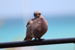 bird(S)