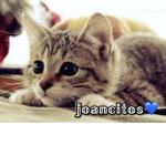 -joancitos-
