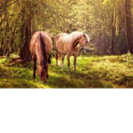 Forest Point Stables