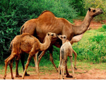 Crazy Animals :3