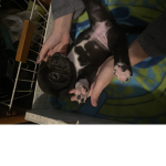 Lovey dook