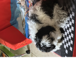 Billy the doggggy
