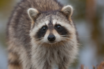 Raccoon Dream