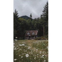 house in a field of flowers (SHOWCASE)