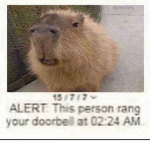 Capybaras Bank