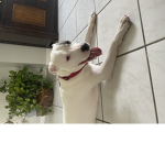 Yet dog group