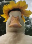 Ducky Enterprize