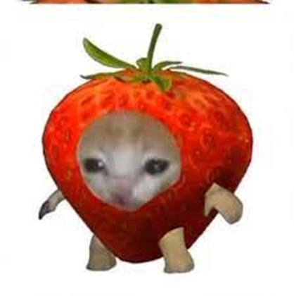 Cat###