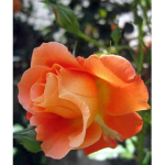 •Exotic roses•
