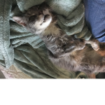 Hi :D cats r da best