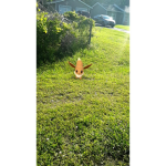 Pokemon trainerz