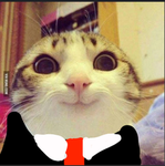 Catsss are the best