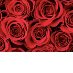 Roses Flowers Group