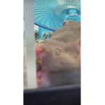 Splinters rat group