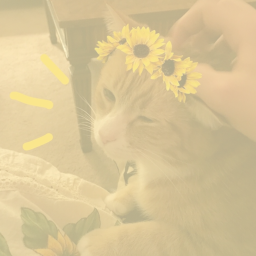 ʚɞ
