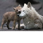WildWolfy