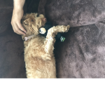 Jrhpippa2