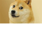 army doges
