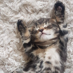 - cozy kittens -