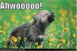 the i love doggies club