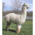 Alpacas R us!