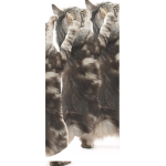 Congaing Cats
