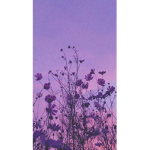 lxvly