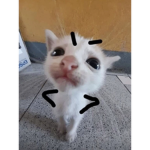 dancing barbie dogs