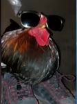 Soda’s refrigerator