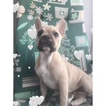 Il gruppo dei cagnolini di Ginevra :D