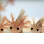 Save axolotls