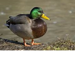 the duck (friend makeing group)