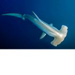 The Wild Sharks