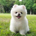 it just my baby doge