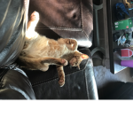 cat that runs