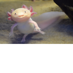 Axolotl training ground
