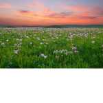 The Prairie Kingdom