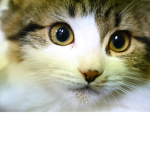 TheCatsAndWolfes
